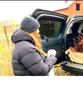 Озеленение: посадка деревьев - модель 1