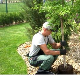 Озеленение: посадка деревьев - модель 3