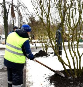 Озеленение: посадка деревьев - модель 2