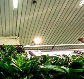 Озеленение производства - модель 1