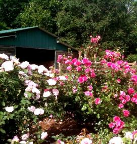 Озеленение розами - тип 1