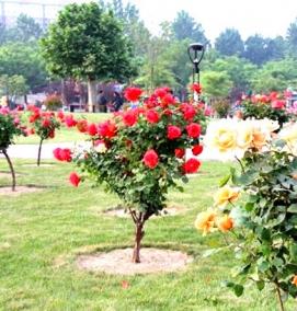 Озеленение розами - тип 4