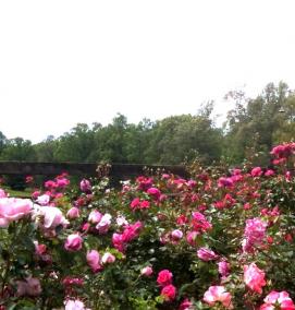 Озеленение розами - тип 3