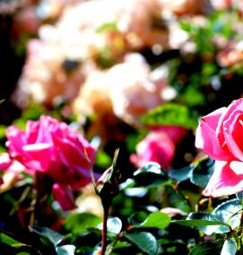 Озеленение розами - тип 2