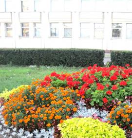 Озеленение школьной территории - тип 4