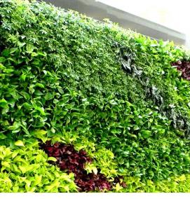 Озеленение стен - вариант 1