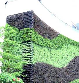 Озеленение стен - вариант 4