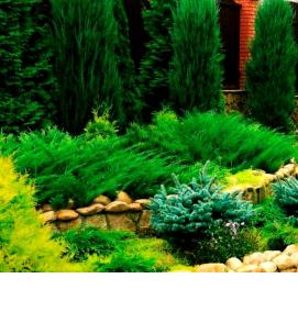 Озеленение участка - вариант 2