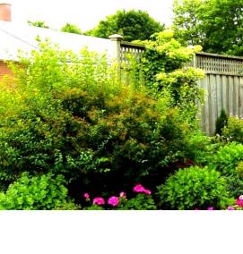 Озеленение забора - тип 1
