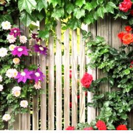 Озеленение забора - тип 4