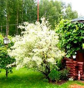 Озеленение земельного участка - модель 1