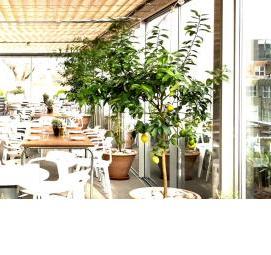 Озеленения кафе - модель 1