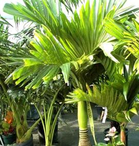 Панели пвх: пальмы - тип 1