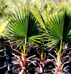 Панели пвх: пальмы - тип 2