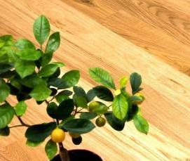 Паркетная доска с фаской - модель 2