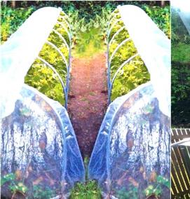 Парник для помидоров - вариант 4