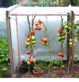 Парник для помидоров - вариант 3