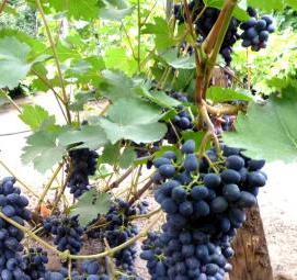 Парник для винограда - модель 4