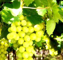 Парник для винограда - модель 3