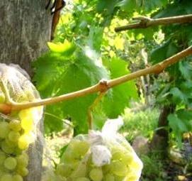 Парник для винограда - модель 2