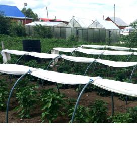 Парник подснежник - вариант 2