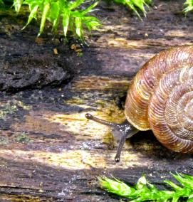 Парник улитка - тип 2