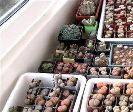 Петербургские теплицы - модель 2