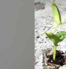 Пистолет для посадки рассады - тип 2