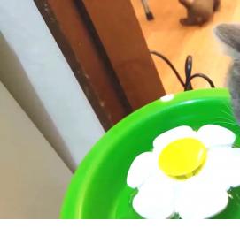 Питьевой фонтан для кошек - модель 1