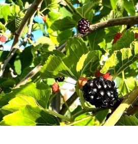 Плакучая шелковица саженцы - тип 4