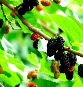 Плакучая шелковица саженцы - тип 3