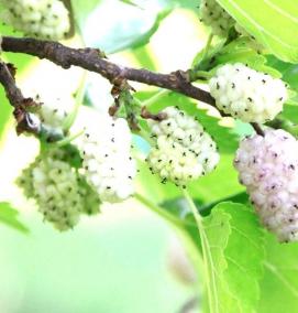 Плакучая шелковица саженцы - тип 2