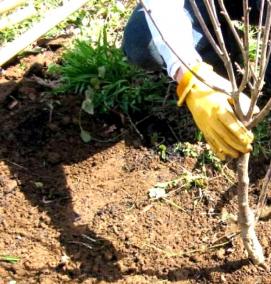 Плодовые саженцы - модель 1