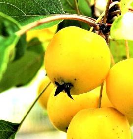 Плодовые саженцы - модель 3