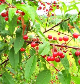 Плодовые саженцы - модель 2