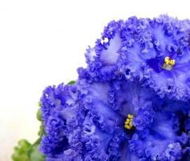 Подоконники синего цвета - тип 1