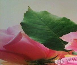 Подвесные потолки с фотопечатью - модель 3