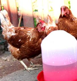 Поилка для кур под бутылку - тип 3