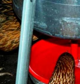 Поилка для кур с поплавком - вариант 3