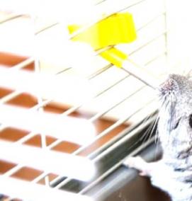 Поилка для шиншиллы - вариант 2