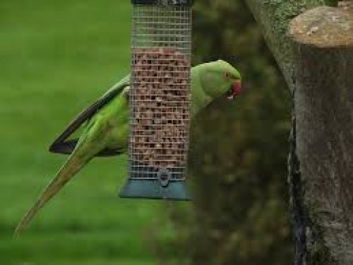 Поилка кормушка в клетку - тип 4