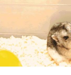 Поилка в клетку - вариант 4