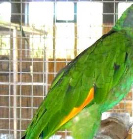 Поилка в клетку - вариант 3