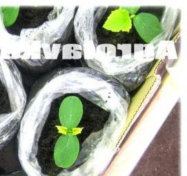 Полиэтиленовый рукав для рассады - тип 3