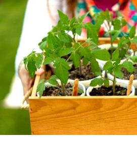 Помидорная рассада - модель 1