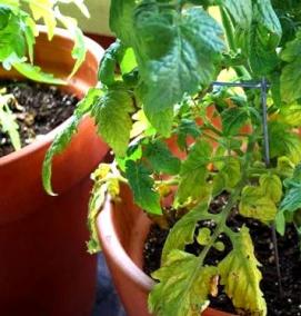Помидорная рассада - модель 3