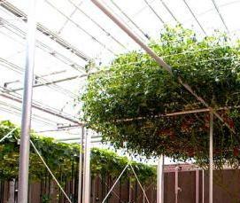 Помидорные теплицы - тип 1