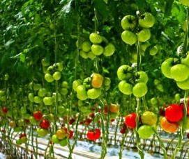 Помидорные теплицы - тип 3