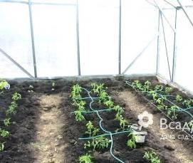 Помидорные теплицы - тип 2