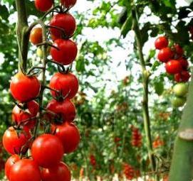 Помидоры черри рассада - вариант 1